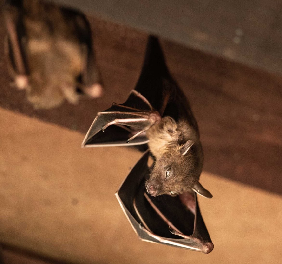 Wildlife-Bats in Newtown